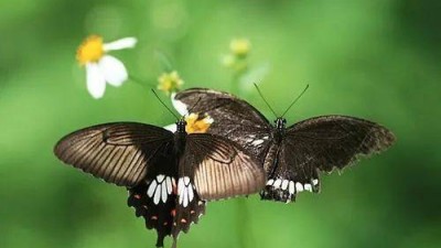西藏发现新蝴蝶物种