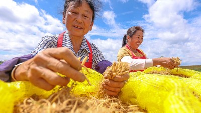 贵州岑巩：太子参丰收助农增收