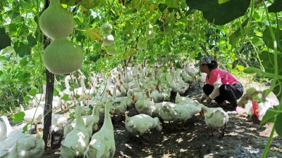 山东聊城：养鹅除草实现经济生态效益双丰收