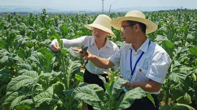 何文勤：甘心为烟农服务的烟草人