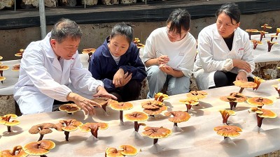 浙滇“山海情”：跨越千里的帮扶“芝”路