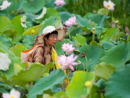 盛夏荷塘美 湘莲采摘忙