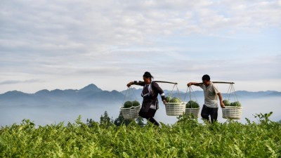 一个西瓜背后的“振兴密码”