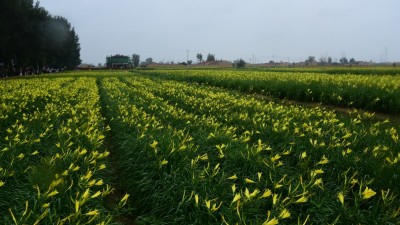 塞北小黄花 田间“致富花”
