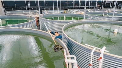 数字化、规模化、标准化—— 工厂化养殖的对虾长啥样？