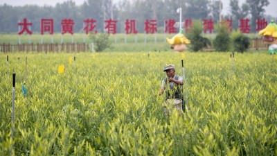 小黄花成致富大产业
