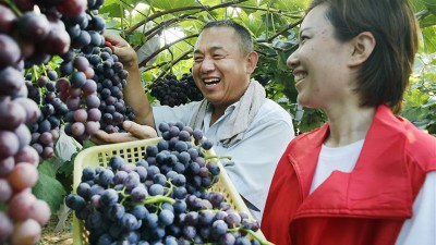 小葡萄串起村民致富梦