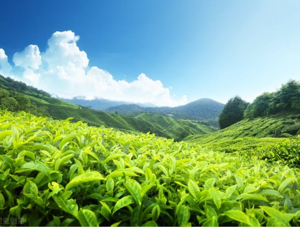 茶叶等8个产业全链条年产值均超千亿元 福建因地制宜建设特色现代农业