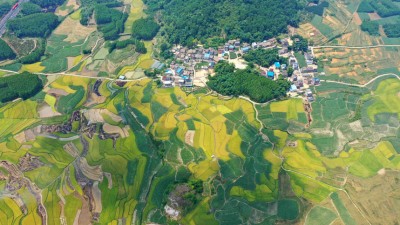广西：早稻飘香 “丰”景如画