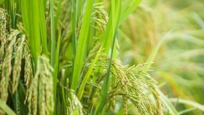 河南武陟探索稻米深加工产业链 “一粒米”顶起一个产业