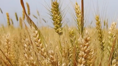 订单小麦助农实现丰产增收