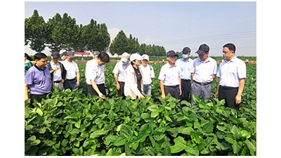 农业农村部召开大豆“症青”防控现场会