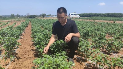 张锐朋：种烟“新农人”变成“兴农人”