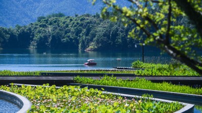 我国积极探索推广绿水青山转化为金山银山的路径—— 让更多常青树成为致富树