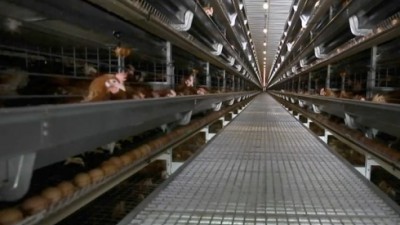 科技支撑促蛋鸡产业“标杆式”发展