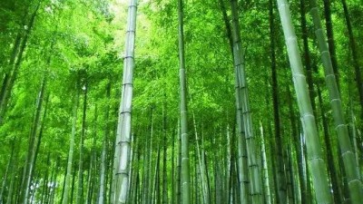 胸有成“竹”助发展 绿色产业“节节高”