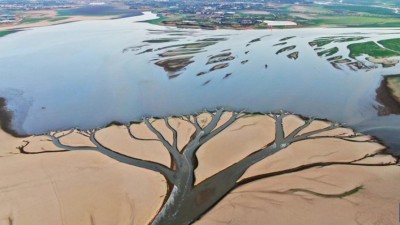 水位持续下降 鄱阳湖现“大地之树”自然景观现象