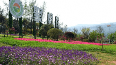 一枚小橄榄 丰满一座城 ——四川省达州市开江县巧借油橄榄书写乡村振兴答卷
