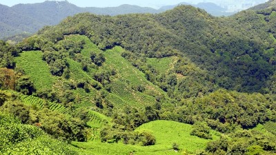 我国林产业规模和增速稳居世界前列，10年林产业总产值增长超过1倍 人不负青山 青山定不负人