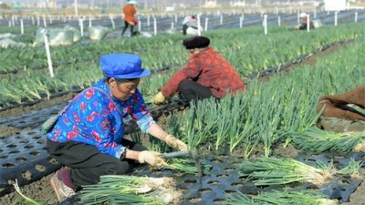 昭通鲁甸：小香葱铺就致富路