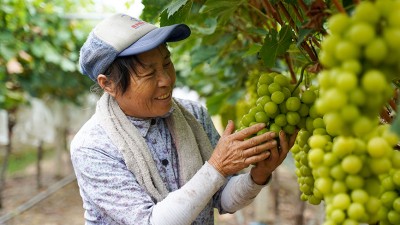 田头里面有甜头