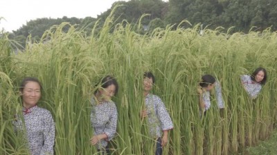 禾下乘凉不是梦 长沙2米巨型稻将进入成熟期