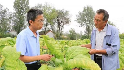河南西峡：小峪村的烟叶烘烤师