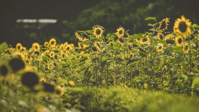 打造标准，推动数字乡村驶入快车道