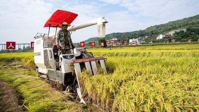 水稻新品种“楚粳54号”测产