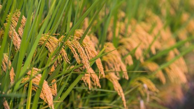 这十年，中国饭碗端得更稳、成色更足