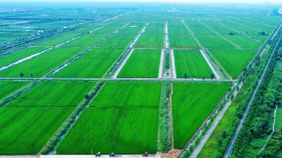 盐碱地上“粮丰菜绿果飘香”