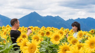 向阳花开迎客来