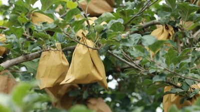 特色产业助力乡村振兴