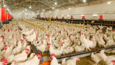 一个乡村的振兴实践：抓住机遇 打造肉鸡产业链