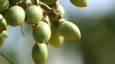 被多地要求下架背后 产值千亿的槟榔业发生了啥？