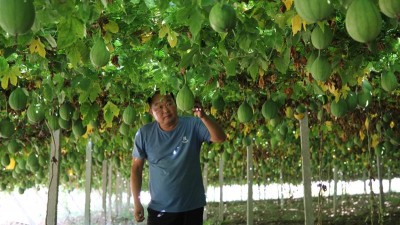 瓜蒌成为农民增收致富的“黄金果”