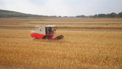 :打造燕麦种植基地 助推农业提质增效