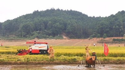 又到金秋好“丰”景