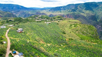瓜果飘香采摘忙 果农增收笑开颜