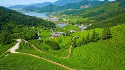 乡村振兴取得阶段性重大成就