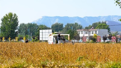 国家大豆产业技术体系沈阳试验站“个十百千”高产创建测产活动在辽宁省喀左县举行