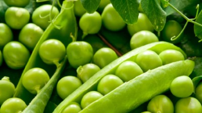 小豌豆，大谜题丨豌豆基因组高质量精细物理图谱成功绘制