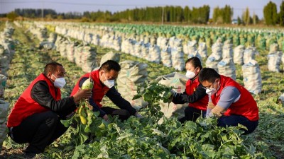 萝卜地里丰收忙 志愿服务来帮忙