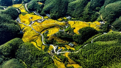 金秋十月 大地“铺金”