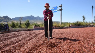 小酸枣变成农民增收“金豆豆”