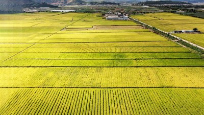 杂交稻上山工程提升口粮保障能力
