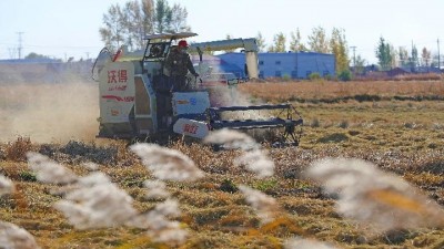 秋粮收获进入高峰期 农业机械显身手