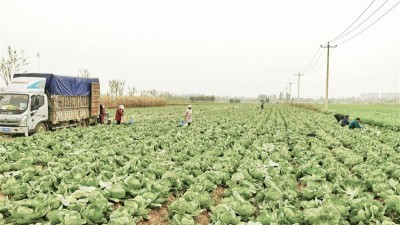 家庭农场成为农村经济主要抓手