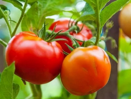 乡村振兴 西红柿迎丰收 铺就村民致富路