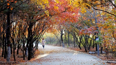 霜降秋叶红 美景醉游人